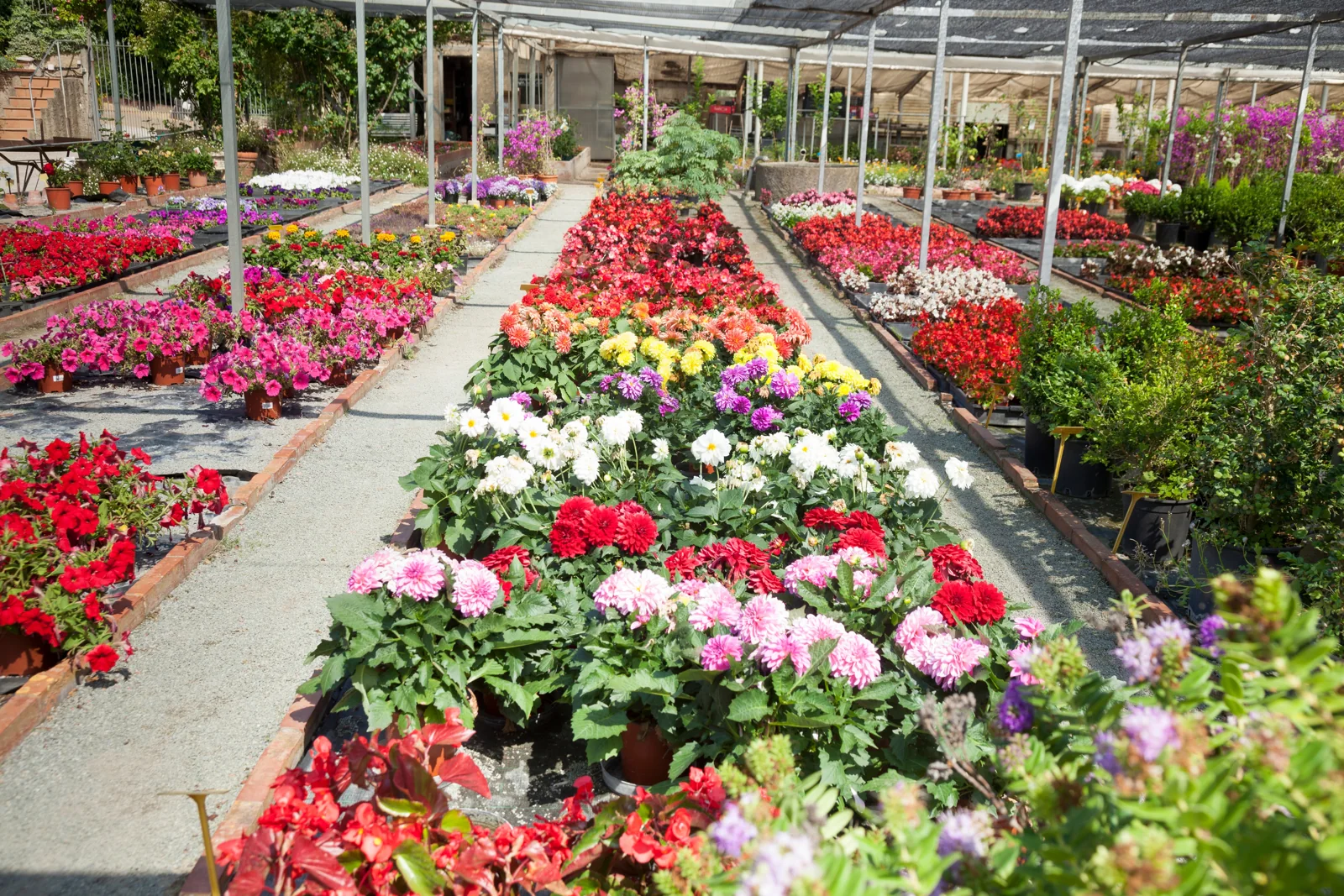 Flowering crops in a greenhouse