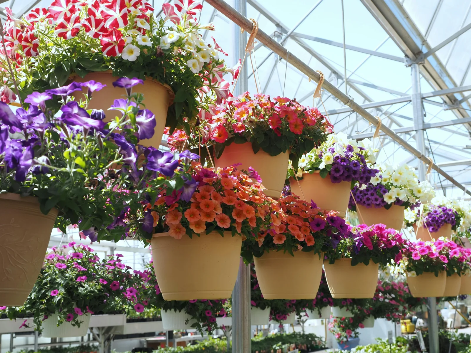 Hanging baskets and greenhouse structure