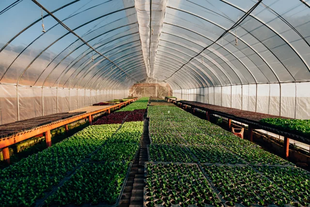 Rows of young plants in a production high tunnel