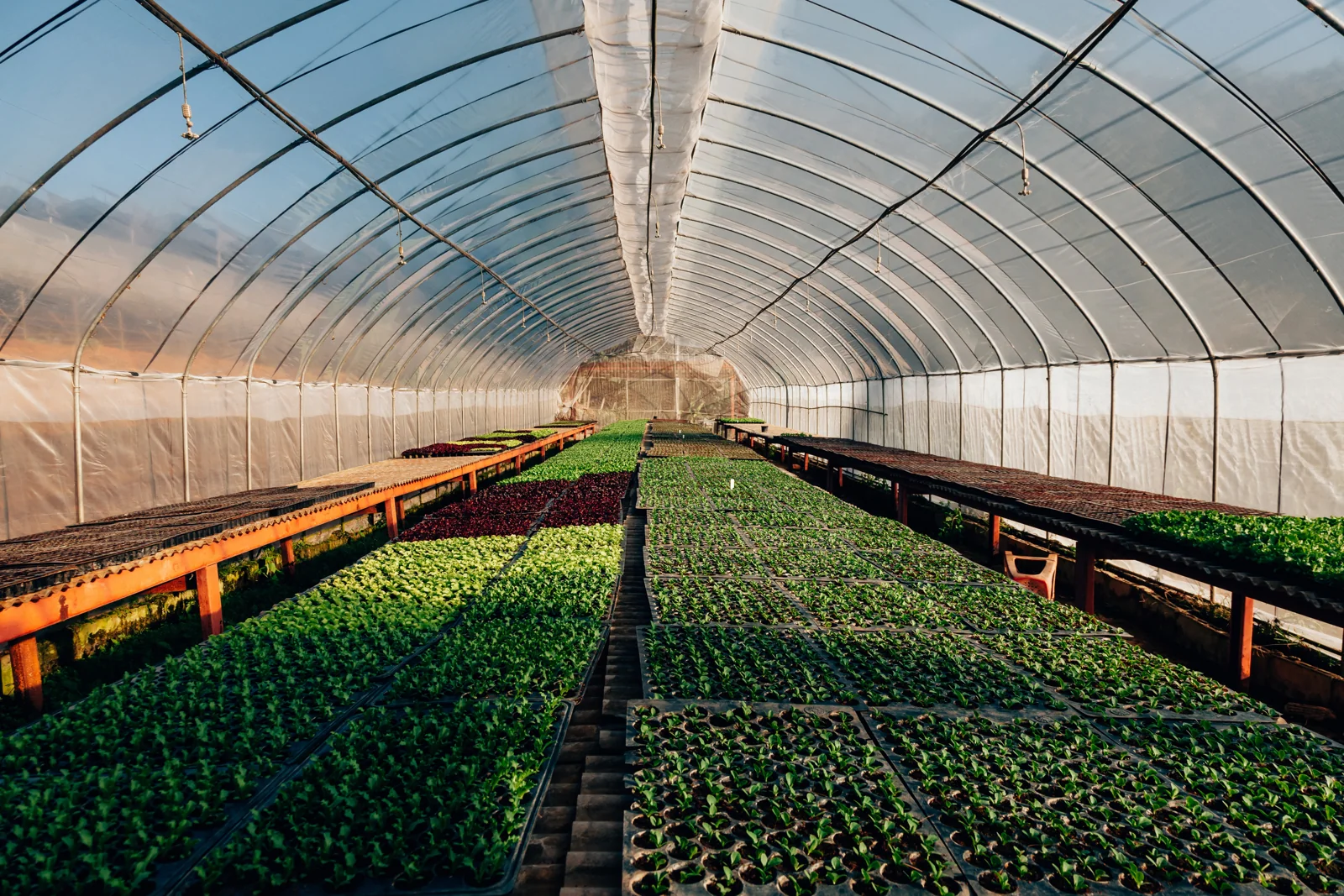 Rows of young plants in a production high tunnel