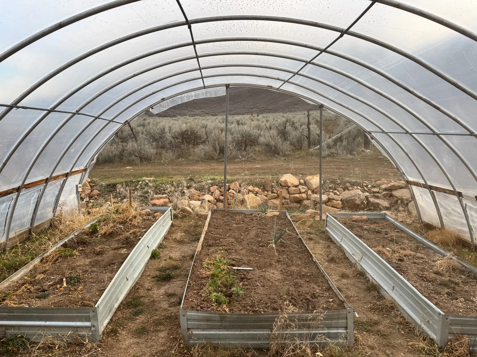 Raised beds inside a real hoop house