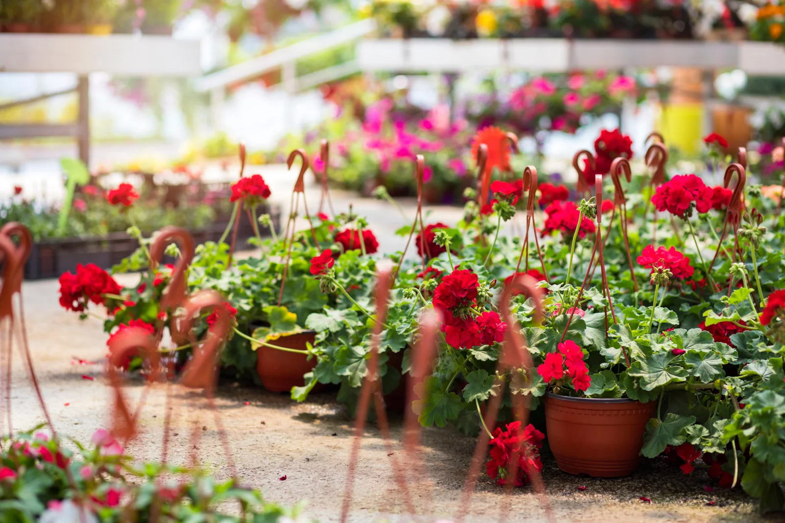 Potted flowering plants on a greenhouse bench