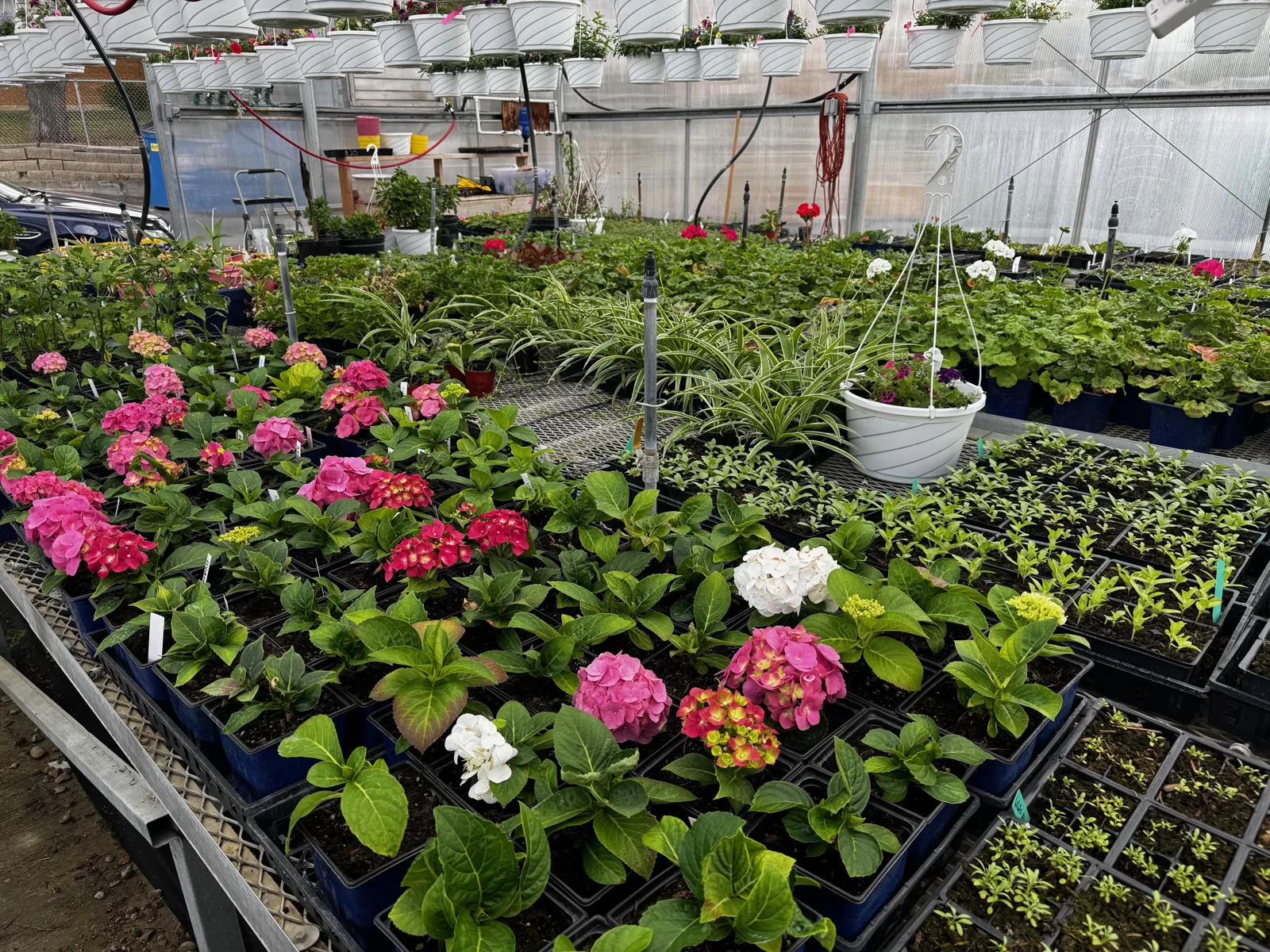 Flowering plants in a working greenhouse