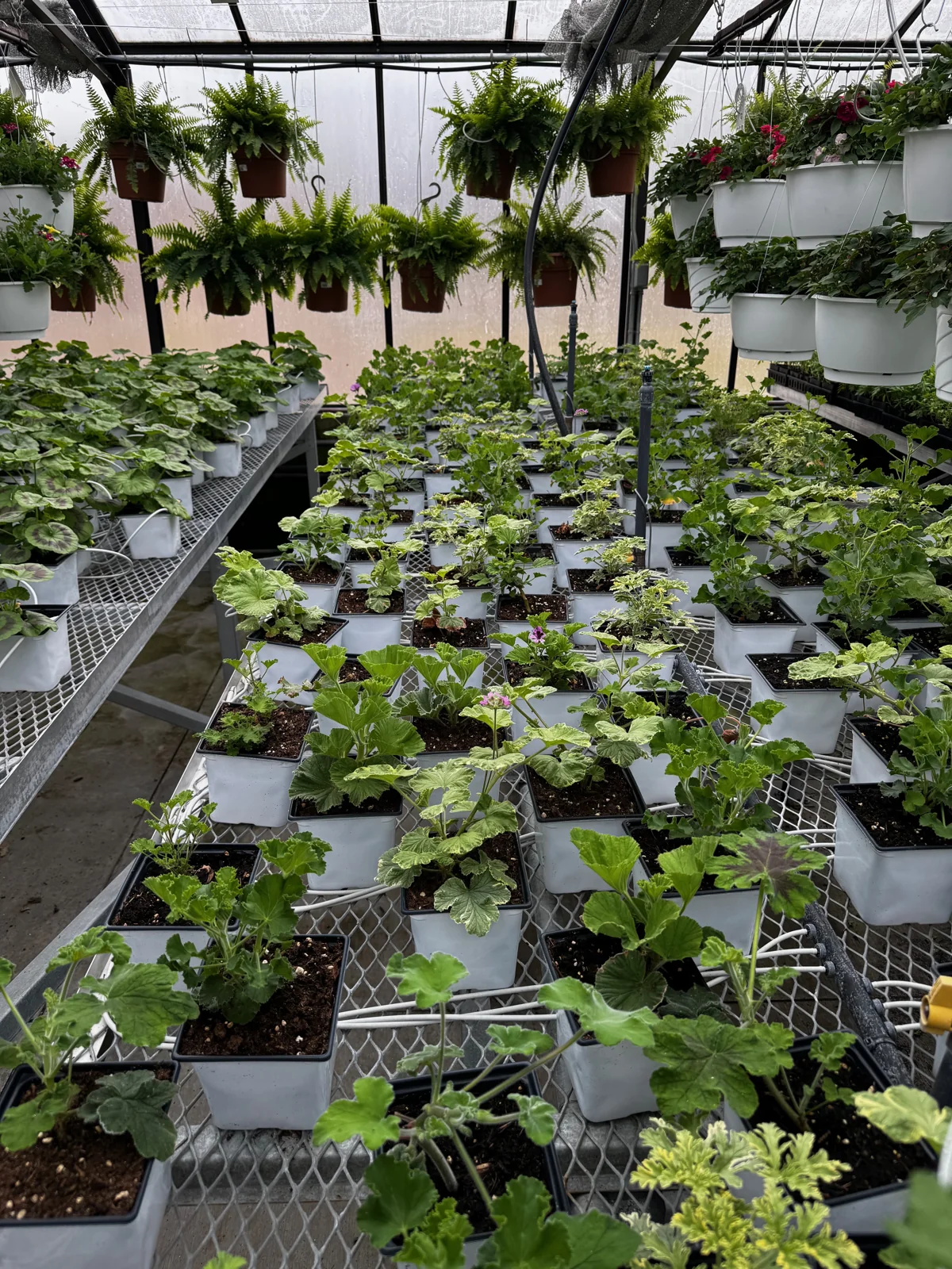 Plants growing on greenhouse benches