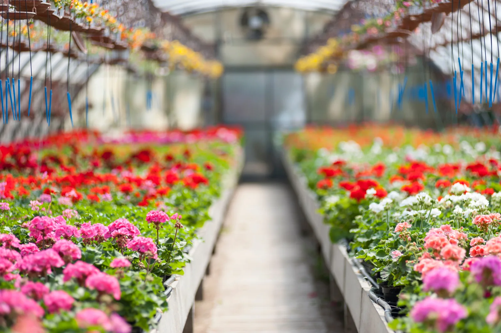 Flowering plants growing on greenhouse benches