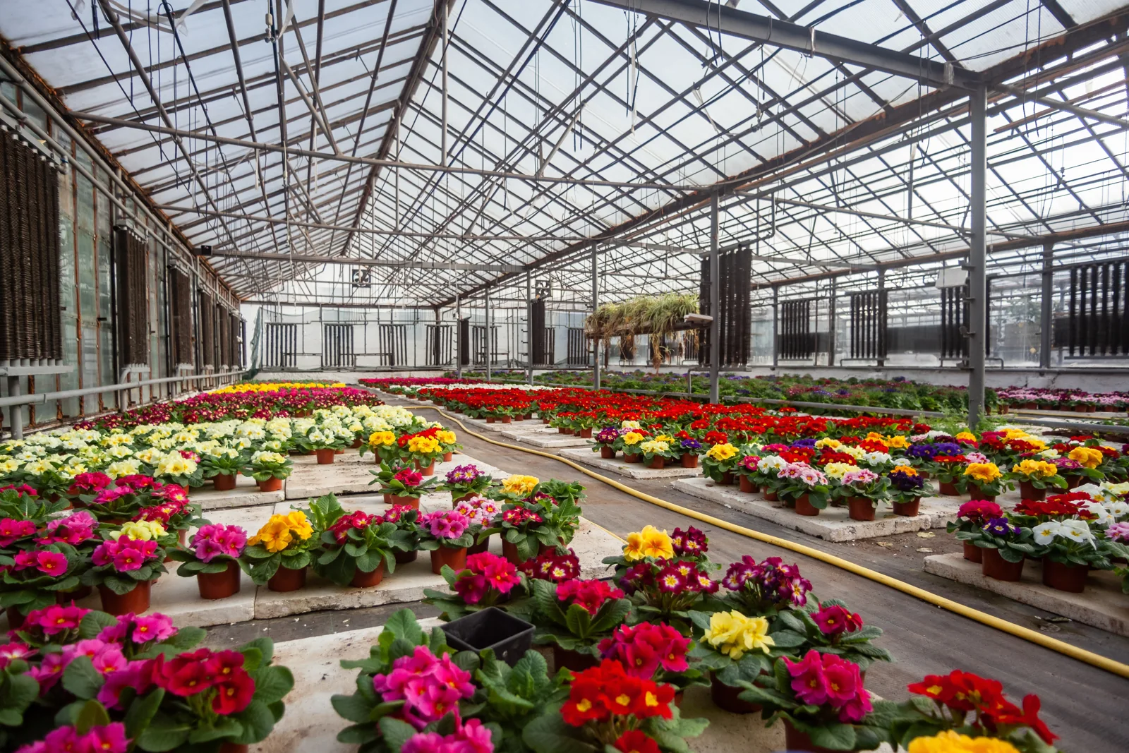 Benches and crops in an institutional greenhouse