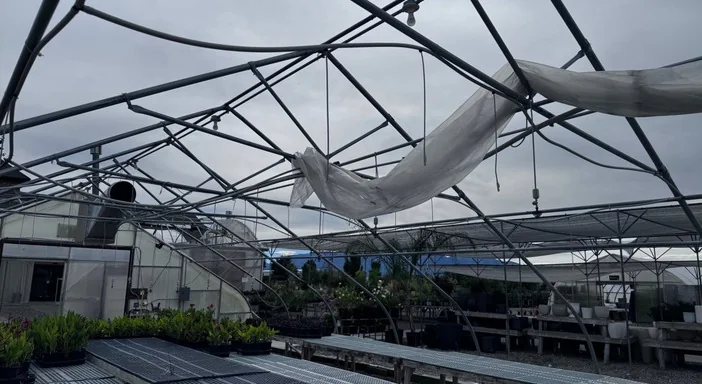 Storm-damaged greenhouse roof with displaced covering