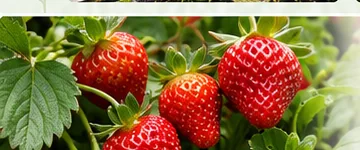 Illustration of strawberries ripening on a plant