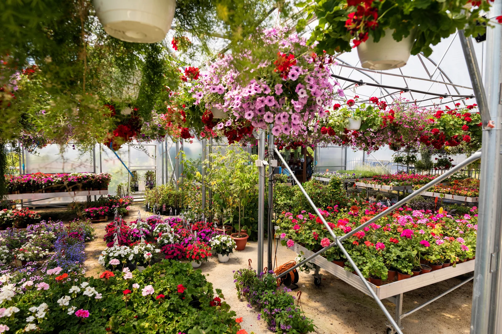 Flowering crops and hanging baskets in a greenhouse